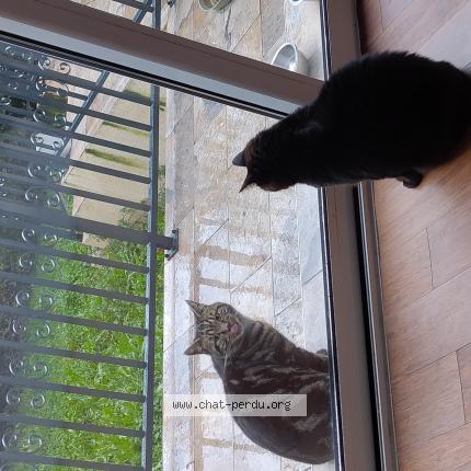 Photo 1/1 Chat trouvé Trouvé à Vitry sur seine