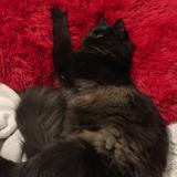 Photo de chat perdu à Lisses