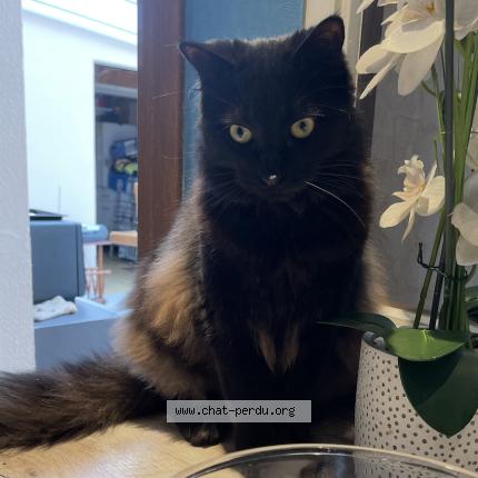 Photo 2/2 Aïko Chat perdu à Lisses