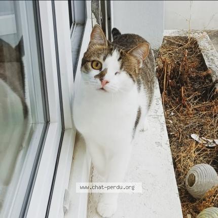 Photo 1/1 Chat retrouvé Perdu à Champigny Sur Marne