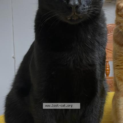 Photo 1/1 BB Chat perdu à Wylie