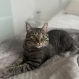 Photo de chat perdu à Molenbeek