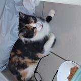 Photo de chat trouvé à Antibes