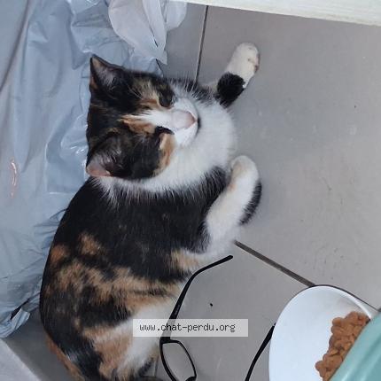 Photo 1/1 Chat trouvé Trouvé à Antibes