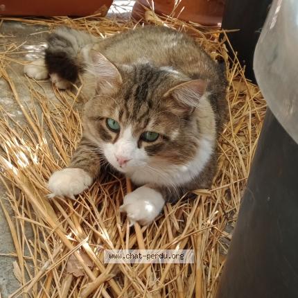 Photo 1/1 Rominé Chat perdu à Nice