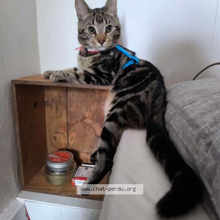 Photo 1/1 Chat retrouvé Perdu à Poitiers