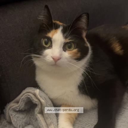 Photo 1/1 Shina Chat perdu à Nimes