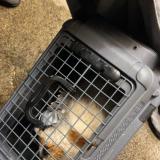 Photo de chat trouvé à Vallorbe