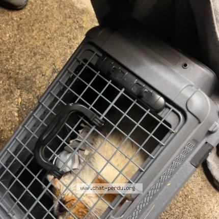 Photo 1/1 Chat trouvé Trouvé à Vallorbe