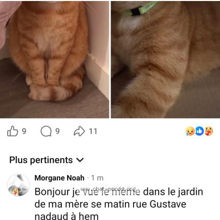 Photo 1/1 Sam Chat perdu à Hem