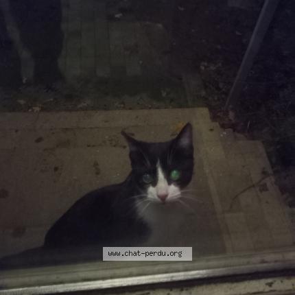Photo 2/2 Chat retrouvé Trouvé à Noyal Chatillon Sur Seiche