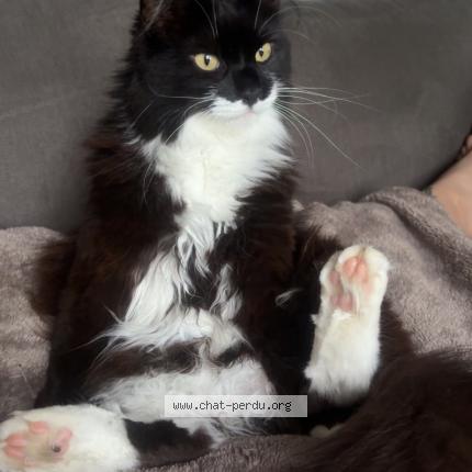 Photo de chat perdu à Mayenne