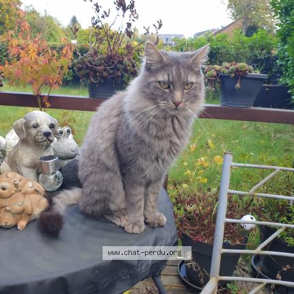 Photo 1/1 Akhenaton Chat perdu à Marche en famenne