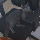 Photo de chat perdu à Villepinte