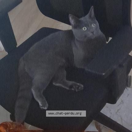 Photo 1/1 Bessane Chat perdu à Villepinte