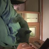 Photo de chat perdu à Carnesville