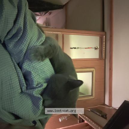 Photo 1/1 Bubba Chat perdu à Carnesville