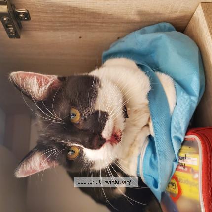Photo 1/1 Chat retrouvé Trouvé à Aubervilliers