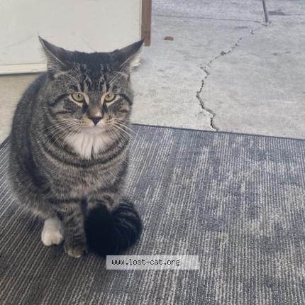 Photo 1/1 Chat trouvé Trouvé à Edmonton