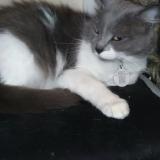 Photo de chat perdu à Perpignan