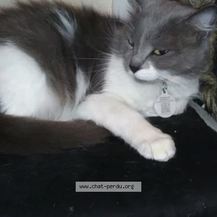 Photo 1/1 Chat retrouvé Perdu à Perpignan