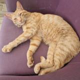 Photo de chat perdu à Divion