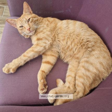 Photo 1/1 Weasley Chat perdu à Divion