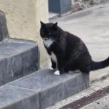 Photo de chat retrouvé à Glomel