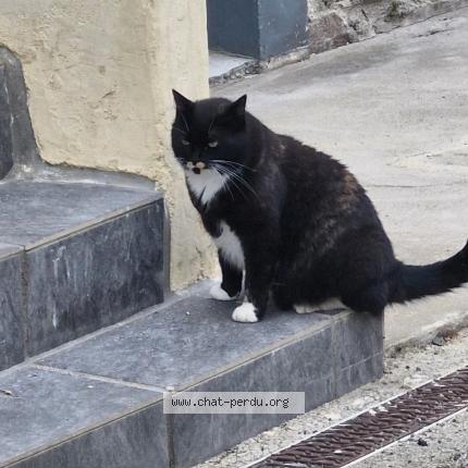 Photo 1/1 Chat retrouvé Perdu à Glomel