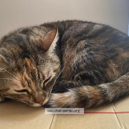 Photo 1/1 Chat retrouvé Perdu à Saint marcel