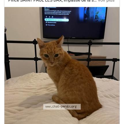 Photo 1/1 Chouki Chat perdu à Saint paul les dax