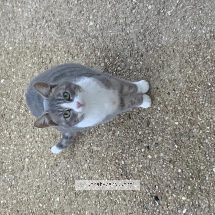 Photo 1/1 Chat trouvé Trouvé à Cezy