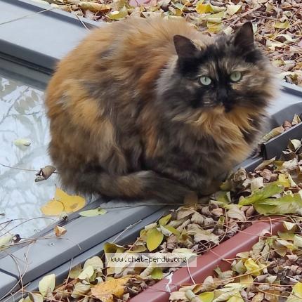 Photo 1/1 Chat trouvé Trouvé à Gonesse