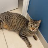 Photo de chat perdu à Laize