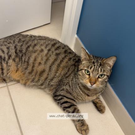 Photo 1/1 Oliver Chat perdu à Laize