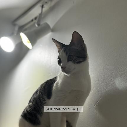 Photo de chat perdu à Aulnay Sous Bois