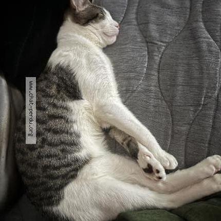 Photo 2/3 Chat retrouvé Perdu à Aulnay Sous Bois