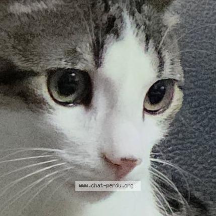 Photo 3/3 Chat retrouvé Perdu à Aulnay Sous Bois
