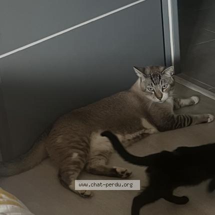 Photo 1/1 Rio Chat perdu à Saint benigne