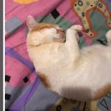 Photo de chat perdu à Marseille