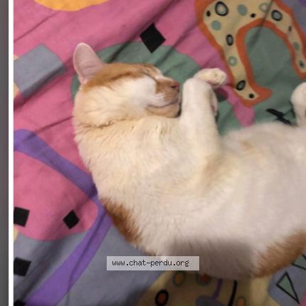 Photo 1/1 Simba Chat perdu à Marseille