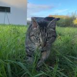 Photo de chat trouvé à Sable Sur Sarthe