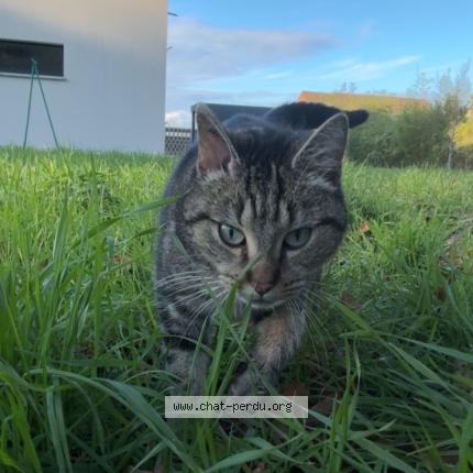 Photo 1/1 Chat retrouvé Trouvé à Sable sur sarthe