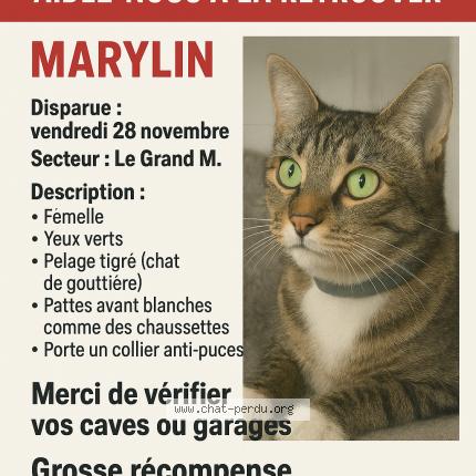 Photo 1/1 Maryline Chat perdu à Montpellier