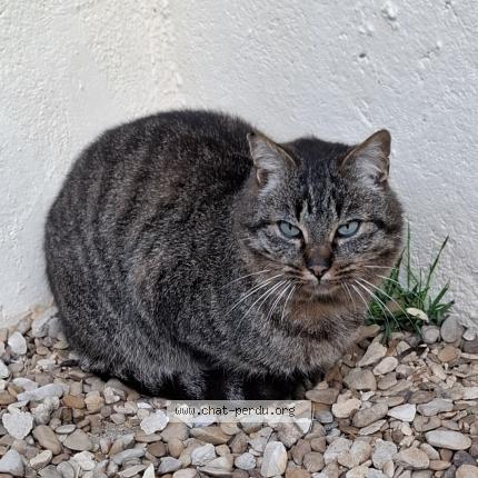 Photo 1/1 Chat trouvé Trouvé à Grandchamp