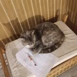 Photo de chat perdu à Blangy Tronville