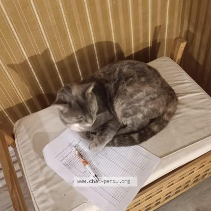 Photo 1/1 Twixie Chat perdu à Blangy tronville