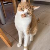 Photo de chat perdu à Couzeix