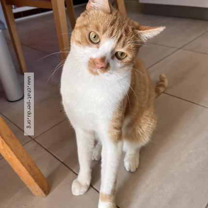 Photo 1/1 ABRICOT Chat perdu à Couzeix