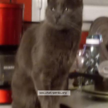 Photo 1/1 Mimi Chat perdu à Port sur saone